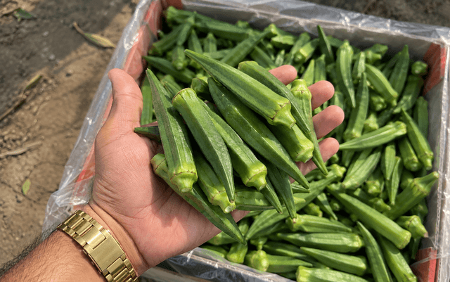 Okra · Lady Finger